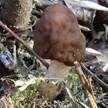 Böhmische Verpel, Foto 18