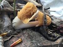 Böhmische Verpel, Foto 20
