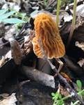 Böhmische Verpel, Foto 23