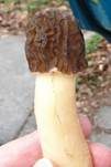Böhmische Verpel, Foto 28