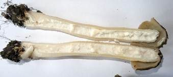 Böhmische Verpel, Foto 29