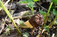 Böhmische Verpel, Foto 31