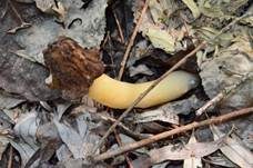 Böhmische Verpel, Foto 37
