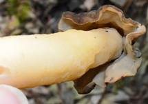Böhmische Verpel, Foto 39