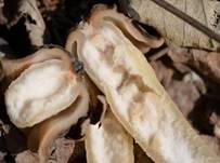Böhmische Verpel, Foto 6