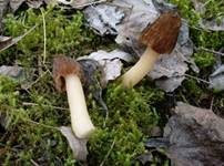 Böhmische Verpel, Foto 46