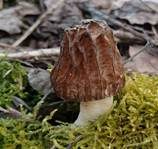 Böhmische Verpel, Foto 7