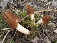 Böhmische Verpel, Foto 57