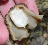 Böhmische Verpel, Foto 8