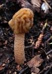Böhmische Verpel, Foto 67