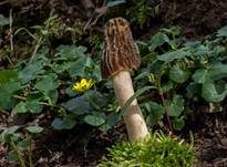 Böhmische Verpel, Foto 10