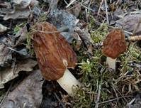 Böhmische Verpel, Foto 11