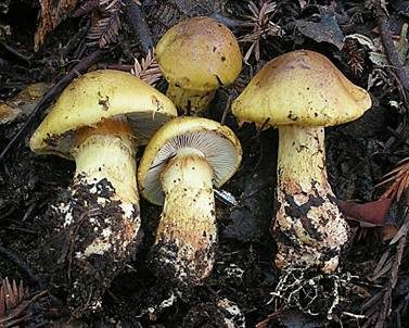 Superber Klumpfuß, Foto 2