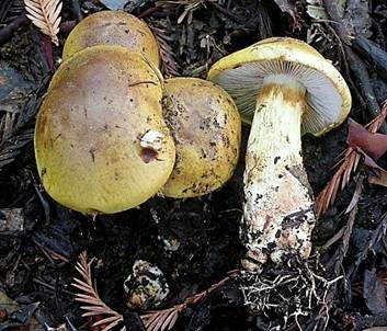 Superber Klumpfuß, Foto 3