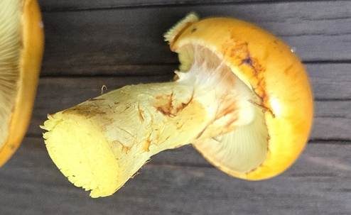 Superber Klumpfuß, Foto 4