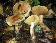 Superber Klumpfuß, Foto 5