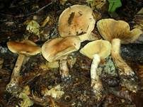 Superber Klumpfuß, Foto 6