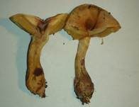 Superber Klumpfuß, Foto 7