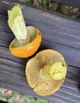 Superber Klumpfuß, Foto 9