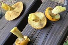 Superber Klumpfuß, Foto 10