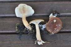 Süßlicher Buchenmilchling, Foto 7