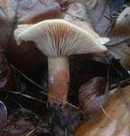 Süßlicher Buchenmilchling, Foto 8