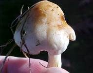 Süßriechender Fälbling, Foto 7