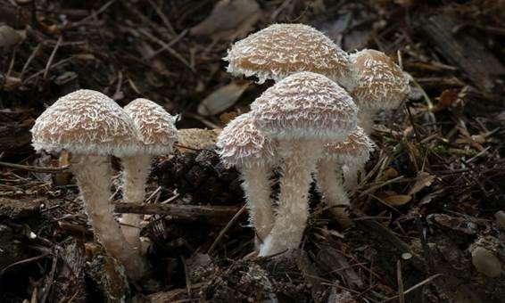 Süßriechender Faserling, Foto 2