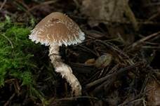 Süßriechender Faserling, Foto 5