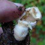 Süßriechender Faserling, Foto 10
