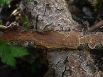 Tabakbraune Borstenscheibe, Foto 7