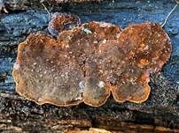 Tabakbraune Borstenscheibe, Foto 8