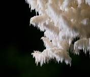 Tannen-Stachelbart, Foto 8