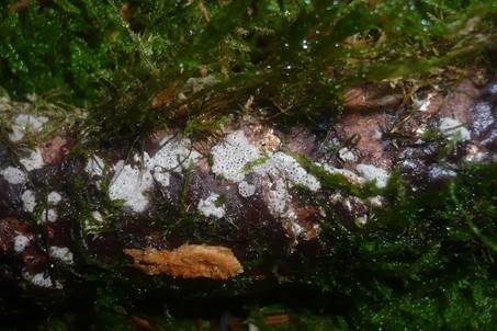 Tannen-Stromabecherchen, Foto 2