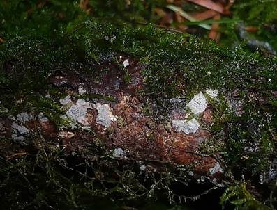 Tannen-Stromabecherchen, Foto 3