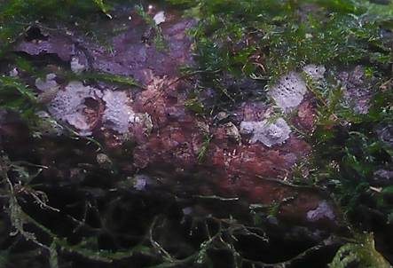 Tannen-Stromabecherchen, Foto 4