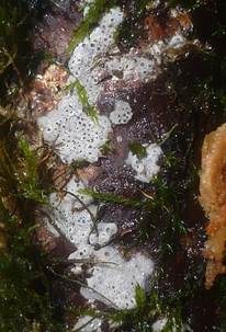 Tannen-Stromabecherchen, Foto 5