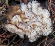 Tannentrüffel, Foto 6