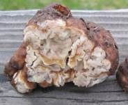 Tannentrüffel, Foto 9