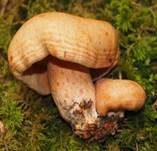 Tauber Reizker, Foto 22