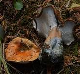 Tauber Reizker, Foto 7