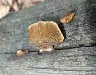 Tannenblättling, Foto 14