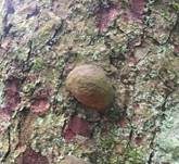 Tannenfeuerschwamm, Foto 21
