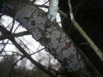 Tannen-Rindenpilz, Foto 6