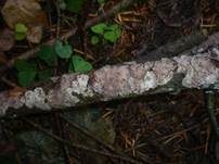 Tannen-Rindenpilz, Foto 11