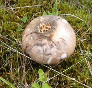 Taubentäubling, Foto 2