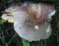 Taubentäubling, Foto 16