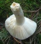 Taubentäubling, Foto 18