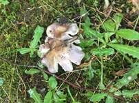 Taubentäubling, Foto 7