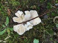 Taubentäubling, Foto 8